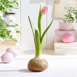 Everlasting Bulb Vase