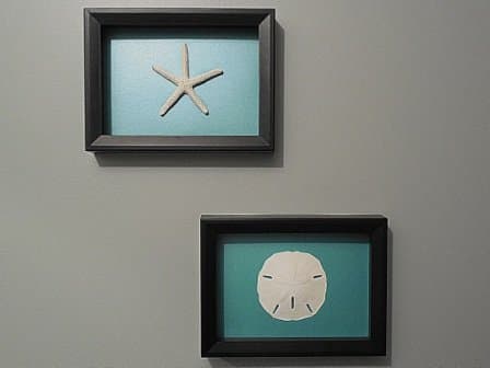 (Set 2) Sand Dollar and Starfish Shadow Boxes, Black Frame, Glass Enclosed, Many Background Colors, Ready to Hang (2, Aqua)