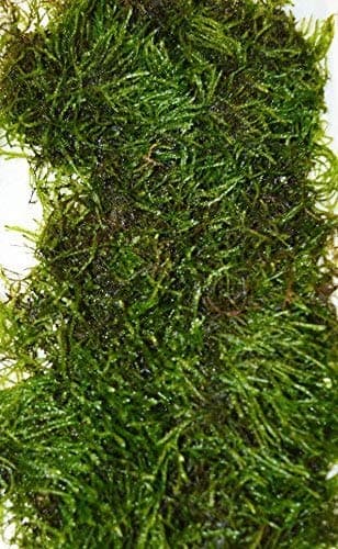 Java Moss Aquatic Fish Tank Plant 10g