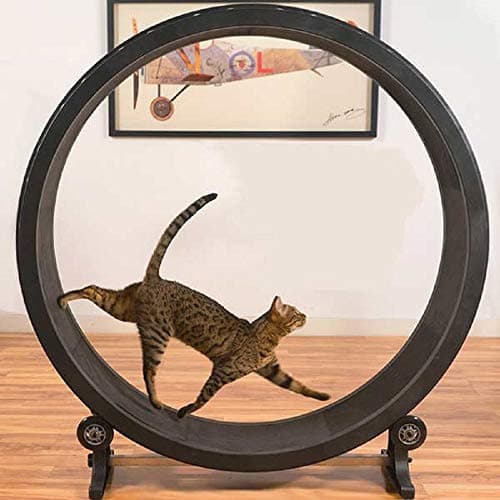 PaylesswithSS One Fast Cat Exercise Wheel