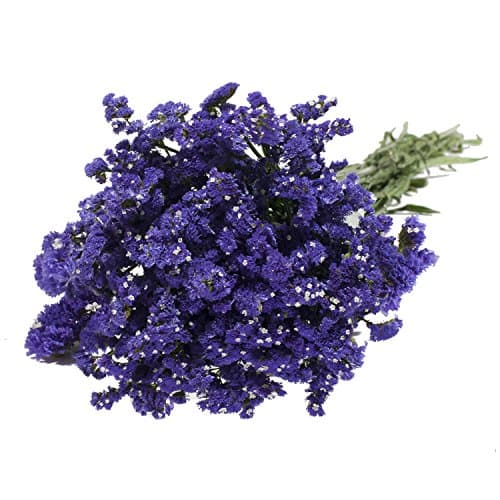 Statice Purple