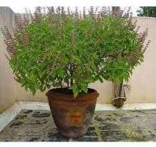 Sansar Agro® Tulsi Food, Essential Organic Fertilizer for Tulsi Plants, Double Filtered with All Required Nutrients and Active Micro-Organism for heavy flowering (5 kg)