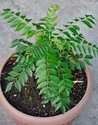 Curry leaves tree live plant (pack of 1)