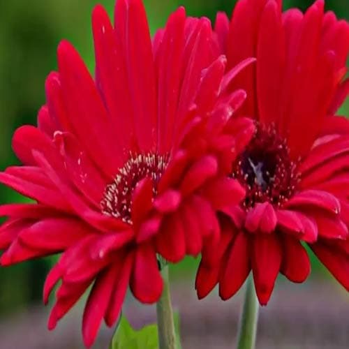 GERBERA Seed (50 per packet)