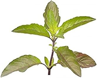 Tulsi Leaves, 50g