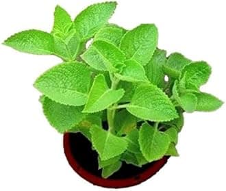 Mint Ajwain Karpuravalli Leaves Live Plant with pot