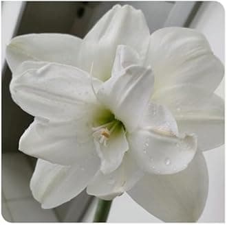 Amaryllis for Planting Now UK Perennial Good for Containers Excellent Display Plant Bulbs Ornamental Greening Flower Natural Organic Easy Plant Perennial -3bulbs-N