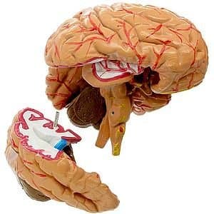 Anatomical Human Brain Model