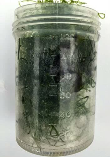 Chaeto Algae chaetomorpha Ideal for refugiums