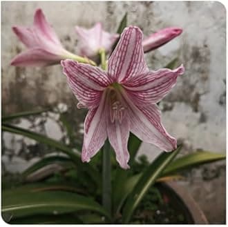 Amaryllis for Planting Now UK Perennial Good for Containers Excellent Display Plant Bulbs Ornamental Greening Flower Natural Organic Easy Plant Perennial -4bulbs-K