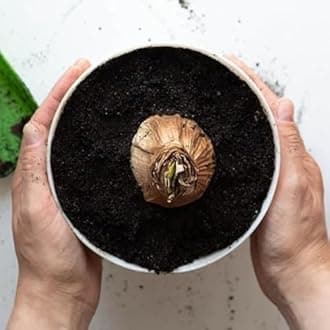 Amaryllis for Planting Now UK Perennial Good for Containers Excellent Display Plant Bulbs Ornamental Greening Flower Natural Organic Easy Plant Perennial -1bulb-F