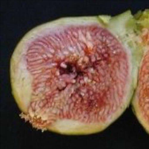 Desert King Fig Tree[TE101]