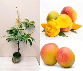 Green View® SurjoDeem Mango Live Plant | সূর্য ডিম আম গাছ | Grafted Fruit Plant for Home Garden, Pot, Balcony, or Terrace | Live Nursery Plant for Outdoor or Container Growing