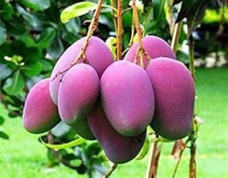 Original Japanese Miyazaki Grafted Mango Plant upto 2ft Height Redish Purple Hybrid Variety Fresh Live Plant Pack of 1