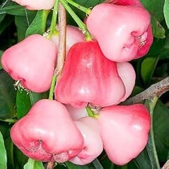 Live Plant Green Thai Java Apple Dwarf Rose Water Apple Plant Syzygium Samarangense Jambu Wax Apple (1 Healthy Live Plant)