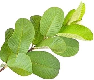 Fresh Organics Guava Leaf, Guava leaves Fresh Guava leaves, Amrood ke Patte, Payara, Peroo, Pijuli - 50-Leaves