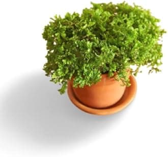 Creative Farmer Moss Plant Club Extensive Dense Carpets Live - Room Decoration|Table Decoration (Healthy Plant)