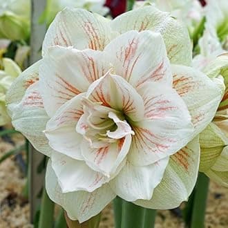 Nymph Amaryllis Lily SET Of 10 Bulbs +Free Special Fertilizer Flower By Live Green