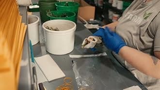 Rainflower Bulbs for Growing - Mixed Colors - Zephyranthes Mix (10 Bulbs)