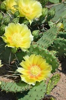 6 Pads, Eastern Prickly Pear Cactus for Growing, Succullent Plant, Ornaments Perennial Garden Simple to Grow