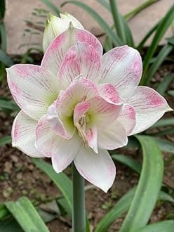 Oakwood Farms � Imported Amaryllis Lily Lilac Pink Color Flower Bulbs For Gardening (Pack Of 5 Bulbs)