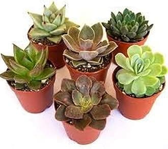 Creative Farmer Indoor Plant Large Assorted Succulent (Pack Of 6) For Home Decor Live Plants (Healthy Plant)