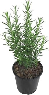 Rosemary Original Fresh Indoor Herb Plant in Nursery Pot, Fresh Culinary Herb, Indoor or Outdoor Garden Plants Live Evergreen Rosmarinus Officinalis for Medicinal Hair Growth Plant