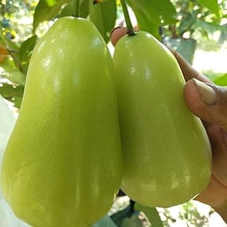 Platone's Live Plant Green Thai Java Apple Dwarf Rose Water Apple Plant Syzygium Samarangense Jambu Wax Apple (1 Healthy Live Plant)