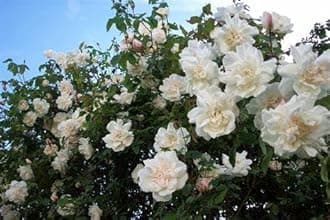 Elegant Climbing White Rose in A 3 Lt Pot Perfect for Outdoor Planting, Garden Walls, Arches, Trellises & Pillars