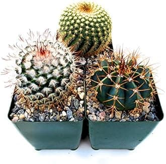 Fat Plants San Diego Cactus Plants. Variety Package of Indoor or Outdoor Cacti Plants for Gardens, Home Decor or Gifts (3)