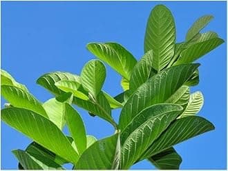 Organic Fresh Guava Leaves - Pack of 25 Leaves, Amrood ke Patte, Payara, Peroo, Pijuli - Versatile Medicinal Leaf for Herbal Remedies