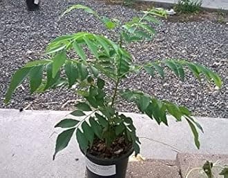 Creative Farmer Curry Plant Seeds Murraya Koenigii - Aromatic Leaf Of Indian Cuisine Seeds For Balcony Garden Plant Seeds For Garden Pack