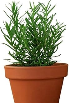 Live Rosemary Herb Plant with Pot, Mosquito Repellent, Indoor and Outdoor Garden Plant