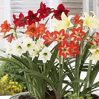 Amaryllis Lily Flower Bulbs (Pack of 2 Bulbs)