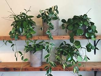 Premium Potting Mix for Hoya Plants by Gardenera - Promote Strong Root Systems and Optimum Nutrient Uptake - 20 Quart