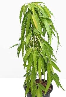FloraPlax Holy Ashopalav Tree Ashoka Tree Live Healthy Sapling Plant (Ashoka)