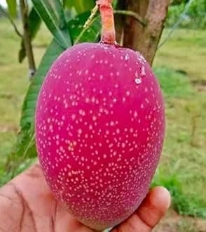 Miyazaki Mango Tree Plant Hybrid Grafted Japanese Sweet Red Miyazaki Mango Tree Fruit Plant World Most Expensive Sweet Mango Fruit Tree Home Garden Plant (Red Colour)