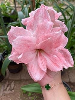 SVG® Imported Double Amaryllis Lily Flower Bulbs for Planting and Gardening, Pack Of 2 Bulbs (Peach)