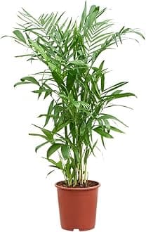 Garden Artlive indoor plant (Chamaedorea seifrizii)