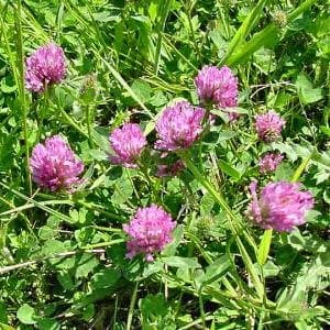 1LB Medium Red Clover Seed Deer Plot