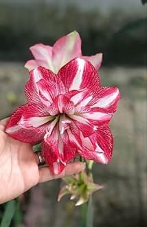 Oakwood Farms � Imported Amaryllis Lily Dark Red & White Color Flower Bulbs For Gardening (Pack Of 5 Bulbs)