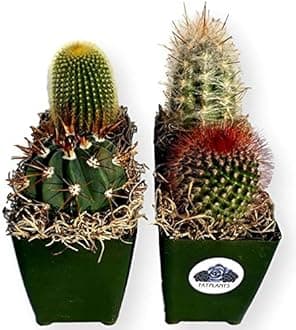 Fat Plants San Diego Large Cactus Plant(s) (4)