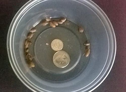 500 Extra Small Dubia Roaches