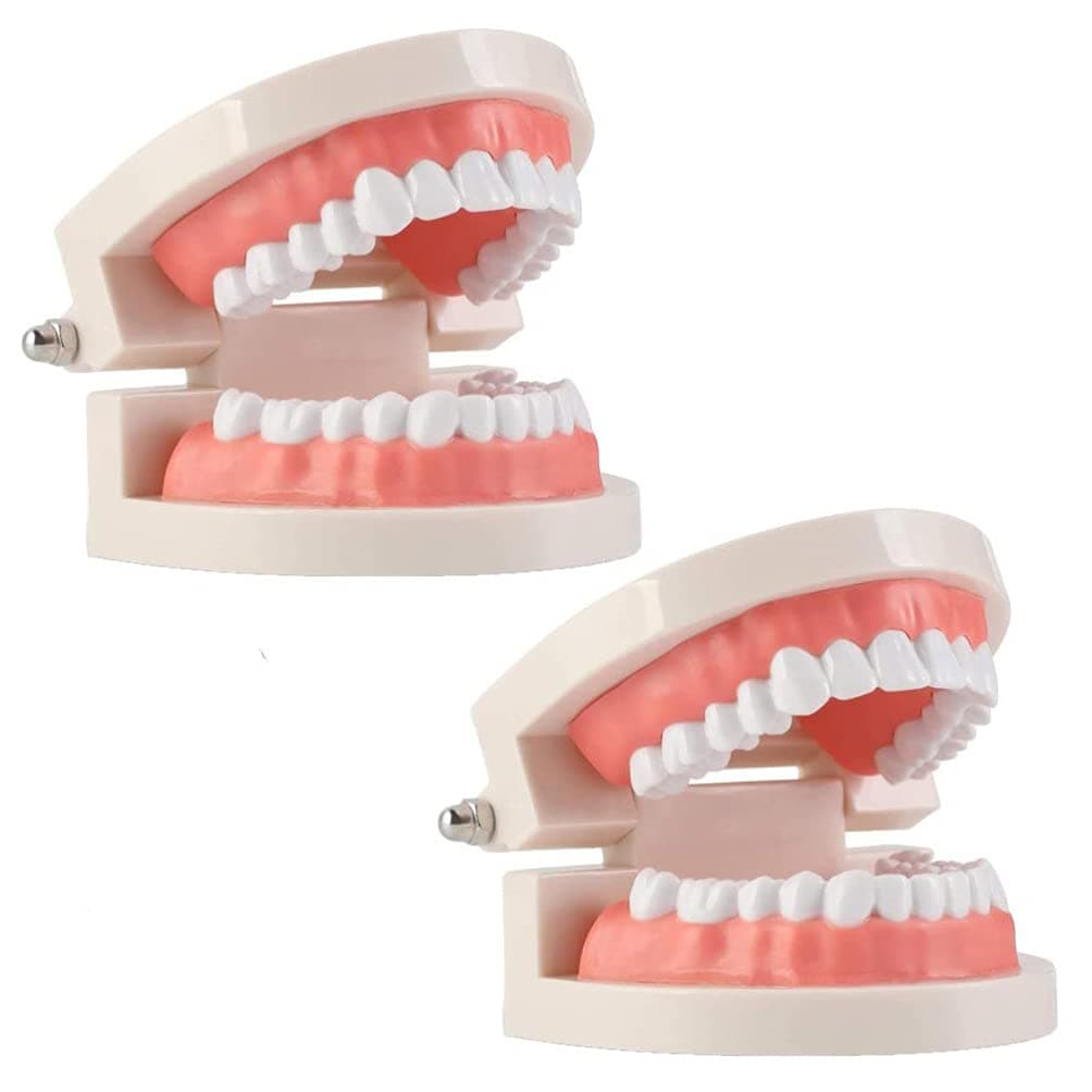 Hemobllo 2pcs Standard Teeth Model Model Teeth Brushing Practice Typodonts Mode Teaching Studying Standard Model