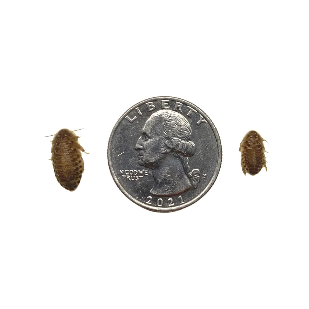 Dubia Roaches Small Mixed Group