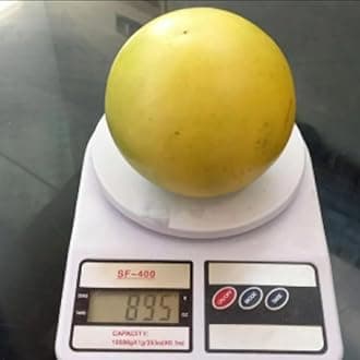 M-Tech Gardens Rare Brazilian Abiu Fruit Plant (Giant Abiu, Hybrid) Pouteria caimito Exotic 1 Live Fruit Seedling Plant