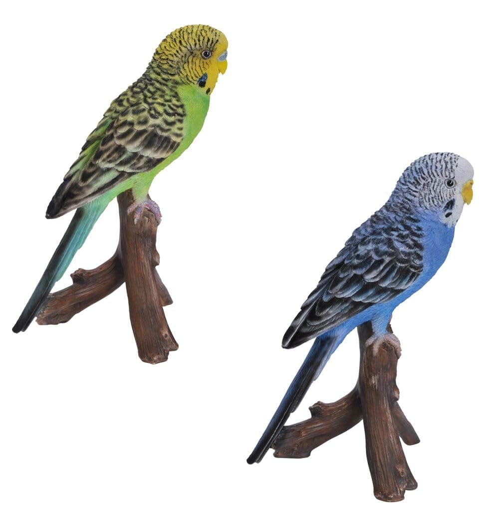 Green Budgerigar