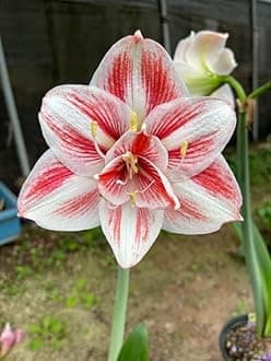 SVG® Imported Double Amaryllis Lily Flower Bulbs for Planting and Gardening, Pack Of 2 Bulbs (White & Red)