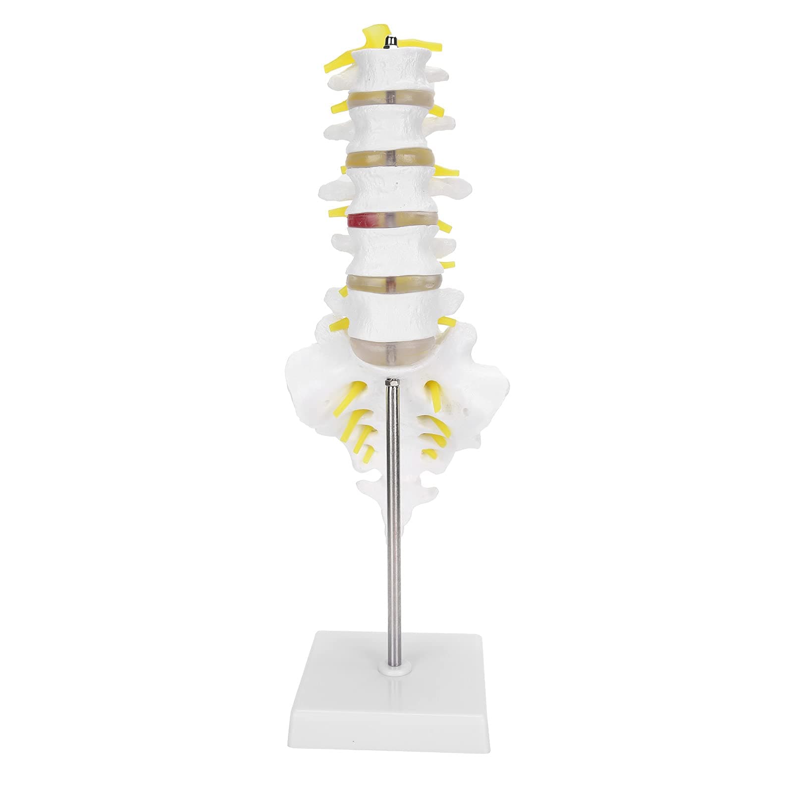 Human Spine Model, Five Lumbar Spine Structure Shape Precise Anatomical Details Lumbar Vertebrae Safety PVC Sacrum Coccyx Spinal Nerve Vertebrae Model for Model Display, Teaching