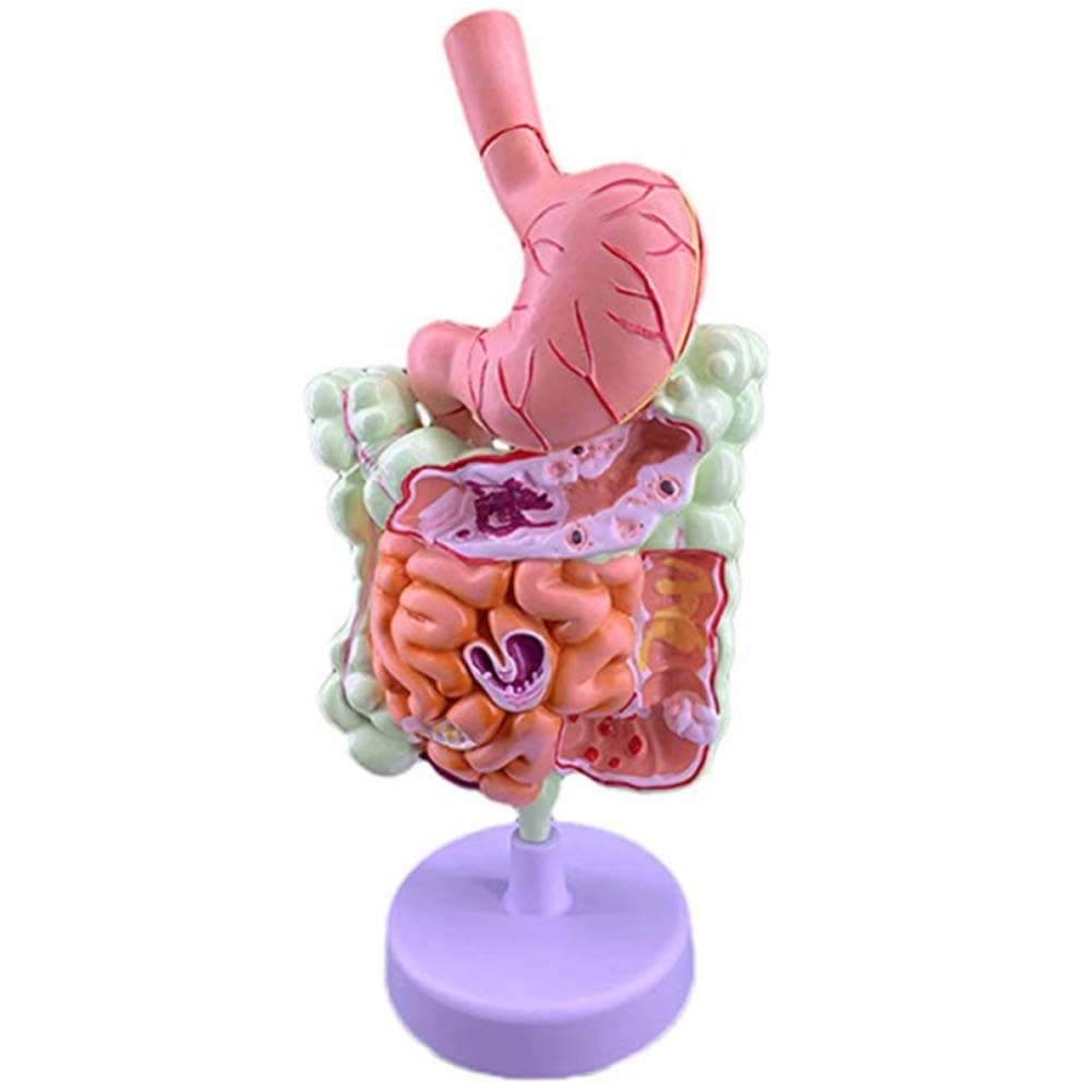 BD.Y Assembly model Human Digestive System Model Life Size Stomach Anatomical Anatomy Large Intestine, Cecum, Rectum, Duodenum Internal Organs Model for Studying Teaching